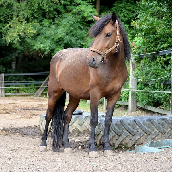 Chica, eine unserer Stuten, auf dem Reitplatz der Finkenmühle